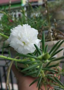 Combo Of Portulaca