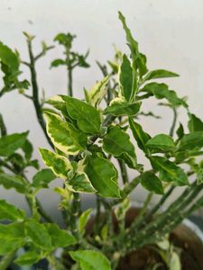 Variegated Devil's Backbone Plant