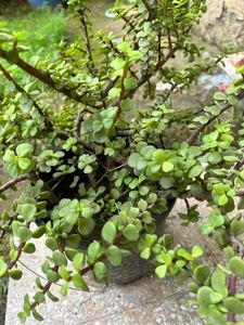 JADE PLANT