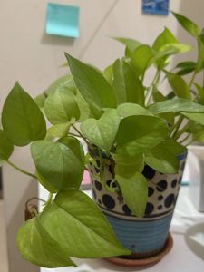 4 Beautiful Potted Plants for Sale