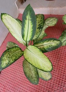 CosaCentrum Dieffenbachia &amp; Arrowhead plant 🪴