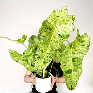 Philodendron paraiso Verde top cutting