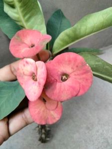 mix combo with 2 flowering plants.