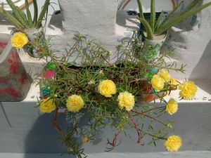 Vibrant Yellow Purslane Flowers