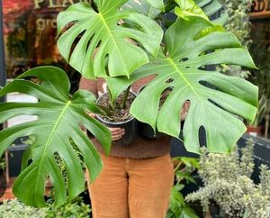 Monstera Deliciosa Plant