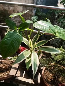 Variegated Bamboo Plant
