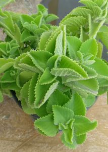 Two Varities Of Devil's Backbone &amp; Mexican Mint