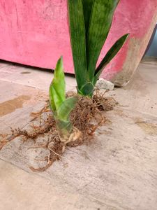Sansevieria  / snake plan