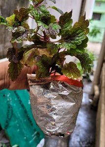 Set 2 Money &amp; Plectranthus Nitidus Plants 🌵