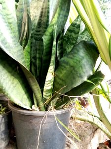 Combo Of 4 Healthy Plants