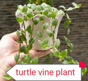 8  Plants Combo