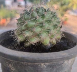 ball Flower Cactus