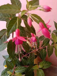 Fushia Live Plant
