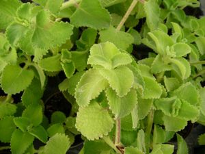 Mexican mint plant