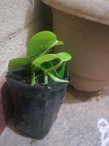 3 Healthy Pothos Plant Cutting potted in grow bag