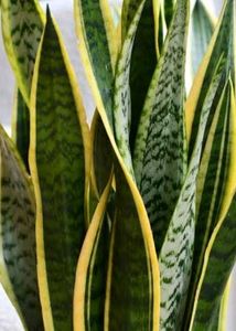 LIVE Snake Plant (Yellow outer edge)