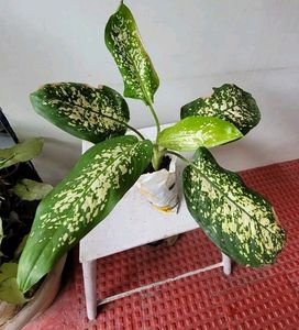 Pack 2 the herbaceous perennial &amp;Dwarf Snake Plant