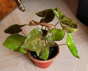 arrowhead Vine Plant🌵&amp; Pot
