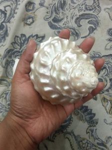 Lithopoma undosum and turbinella pyrum shells
