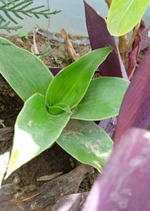 Multi Live Plants
