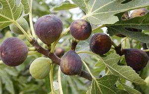 Fig/Gular/Anjeer Exotic Fruit Seeds