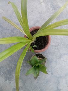 Combo Of Plant