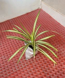 Pack 3 Dracaena Red Ruby &amp; Pandanus veitchii &amp; Nev