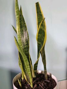 snake plant