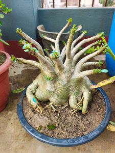 Unique Adenium Plant