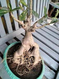 Desert Rose Bonsai