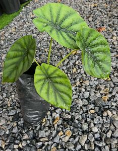 6 Caladium alocasia Plants combo