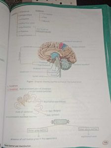 Zoology Med Easy 2.0 Book