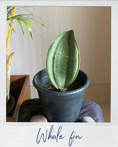 REAL Whale Fin Snake Plant 🪴