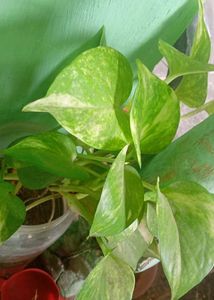 Money Plant ☘️