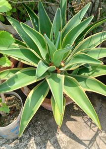 Multi Live Plants