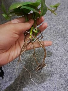 3 Healthy Pothos Plant Cutting potted in grow bag