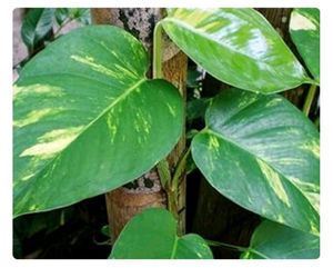 1Big Leaf Money Plant Cutting