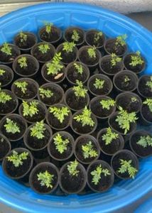 Young Curry Leaf Seedling (ONE)