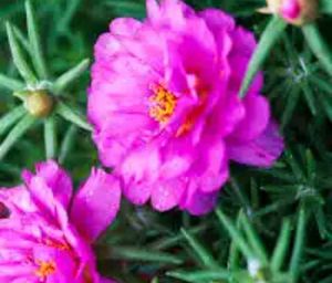 5 Colours Moss Rose Plant