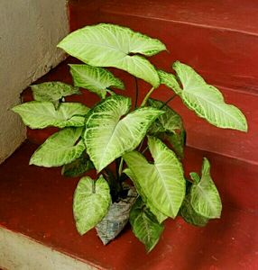 🌵 Set 2 Arrowhead plants,,🌲