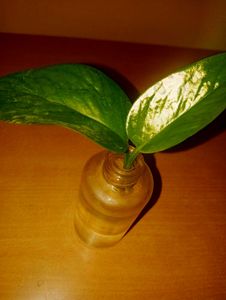 Money Plant