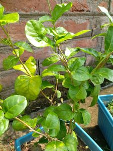 Oyeboy Jasmin Flower Plant ☘️