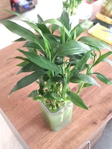 Lucky 🎍 15 Inch Height (9)