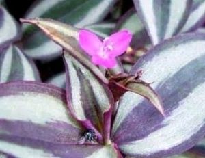 Tradescantia zebrina Plant &amp; Pot