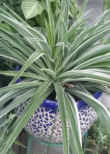 Beautiful Assorted Houseplants