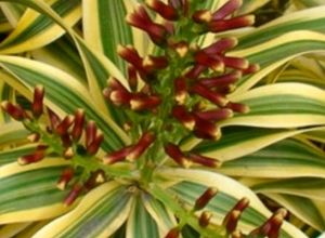 Pandanus veitchii Plant 🪴