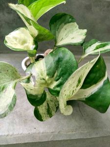 Variegated  and hanging plants