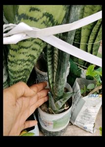 6 Plant Combo With Pot