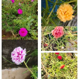 Seeds-Plant Combo