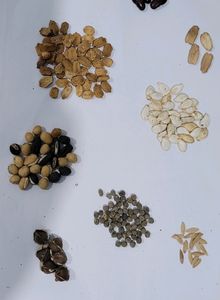 Pack 11  Plates2 & Seeds 9 vairty